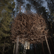 Illustration for article titled These Are The Most Amazing Tree Houses Ever